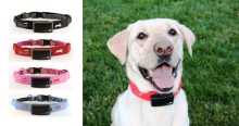 Traceurs GPS pour chiens